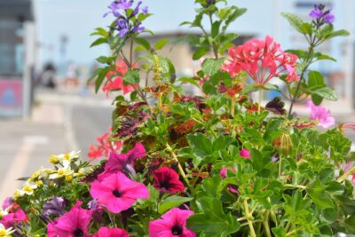 Agrandir l'image 10 sur 15, fenêtre modale