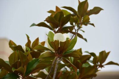 Agrandir l'image 2 sur 15, fenêtre modale