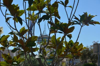 Agrandir l'image 1 sur 15, fenêtre modale