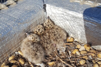 Agrandir l'image 2 sur 6, fenêtre modale